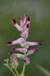 Ramping fumitory